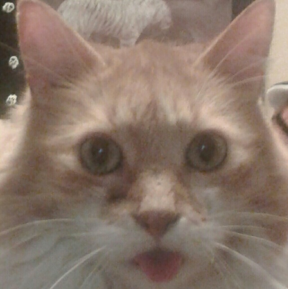 Meet your Posher, Diane - Picture 4 of 4